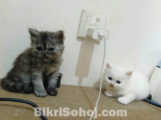 Persian cat